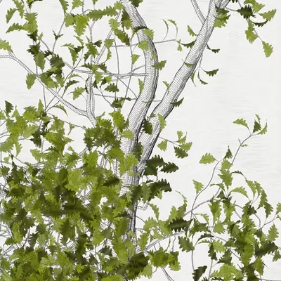 The Oak Tree part #0,+2