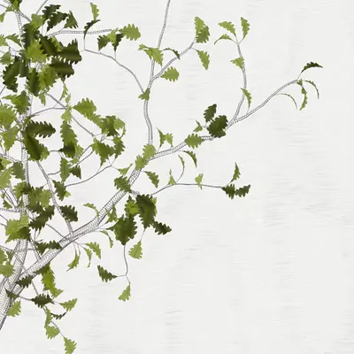 The Oak Tree part #+1,+3