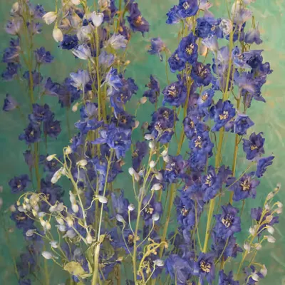 Delphiniums