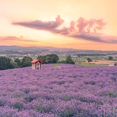 Lavender at Sunset
