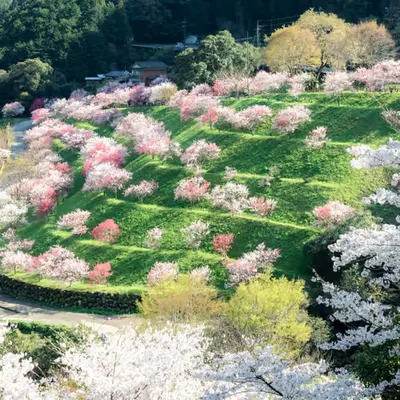 The World of Flowering Peaches