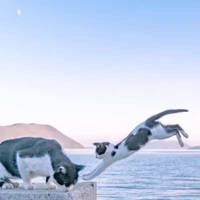 "Coming Throughhh!!!"