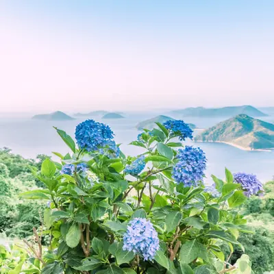 Hydrangeas in the Sky