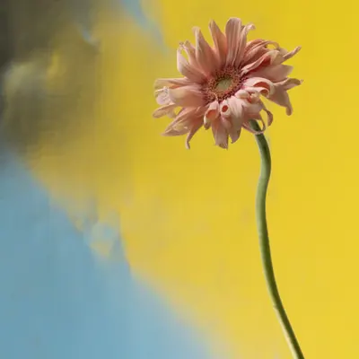 Gerbera Pasta