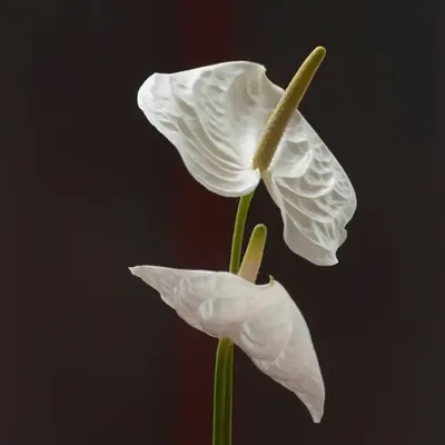 Anthurium
