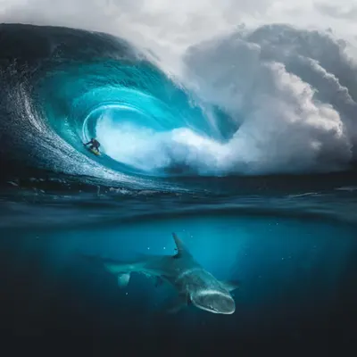 Sharkwave