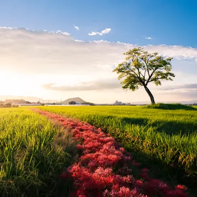 The Road Made by Cluster‐Amaryllis