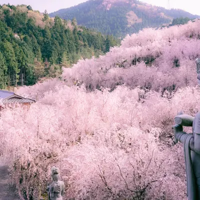 Weeping Cherry Trees - 枝垂れ桜