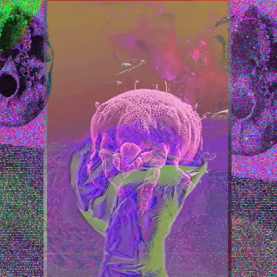 Mite