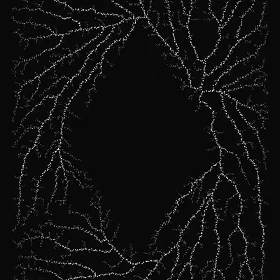 #200000081