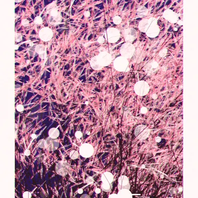 #245000021