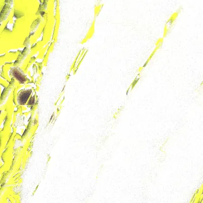 #12000081