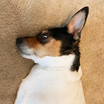Beans V2