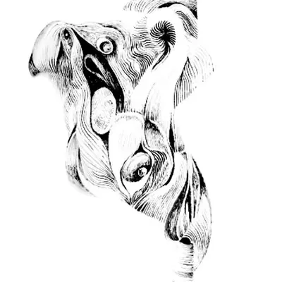 SKETCH WISDOM