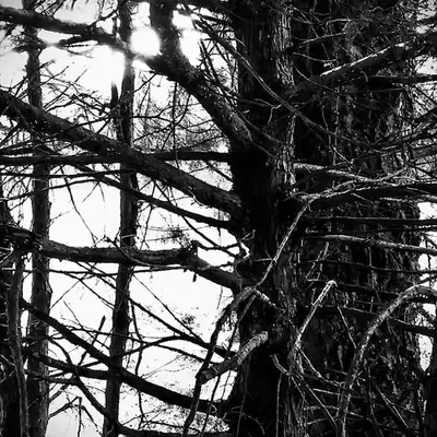 “Old Growth”