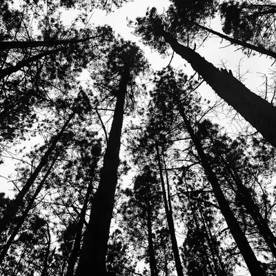“The Tall Pines”
