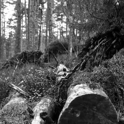 in the woods