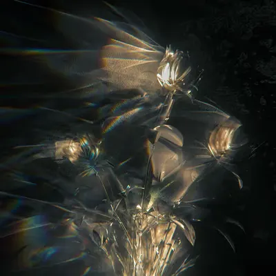 Blissful Caustic Portals to Luxurious Self-Annihilation 21