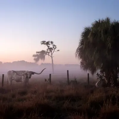 Sarasota Bull