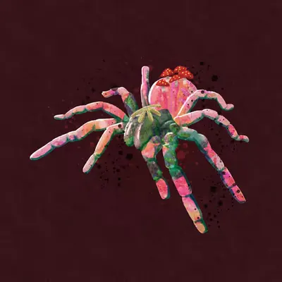 The Spider