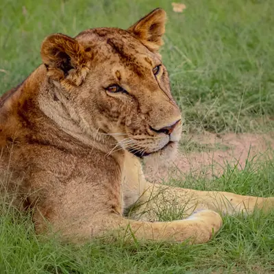 Simba Marara (See-Mba Ma-ruh-ruh in Swahili) / Lioness