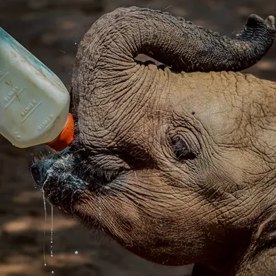 Tembo (Teh-mbo in Swahili) / Elephant