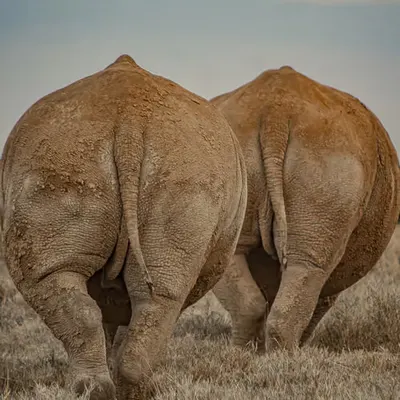 Kifaru (Key-fuh-roo in Swahili) / Rhinoceros