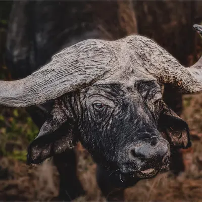 Nyati ( Nya-Tea in Swahili) / Buffalo