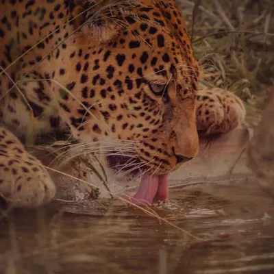 Chui (Choo-ee in Swahili) / Leopards