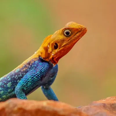 Agama Agama