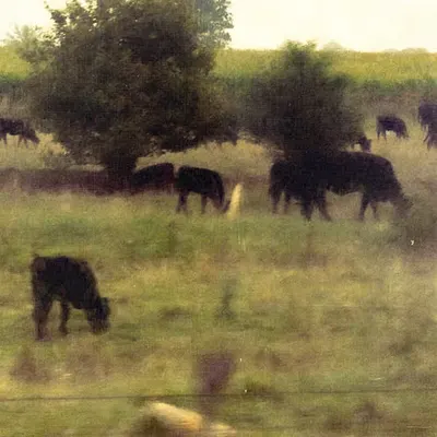 homestead