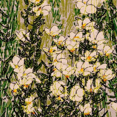 Tree Poppies