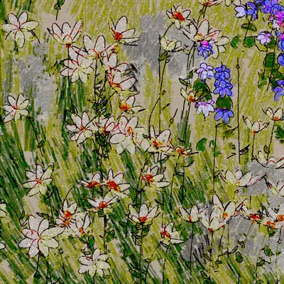 Daisies