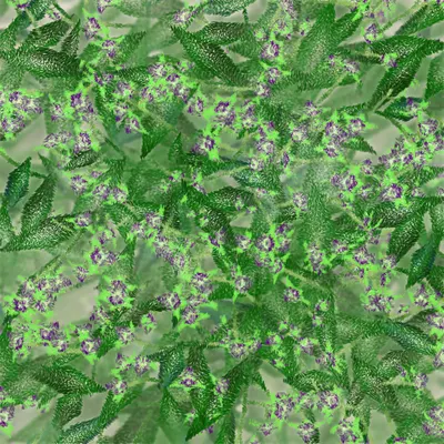 #308000056