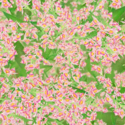 #308000085