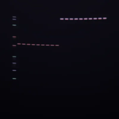 #322000006