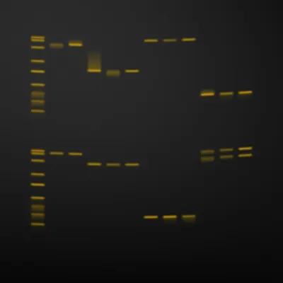 #322000052