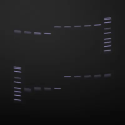 #322000086