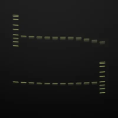#322000095