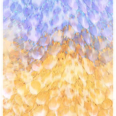 #344000018