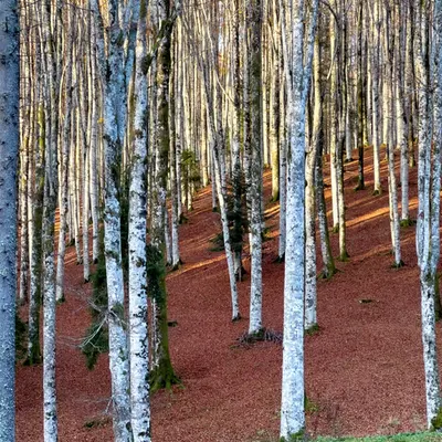 Limited Editions: Nature Composition #1