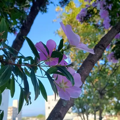 Charming flower