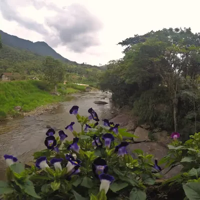 Flowery bridge