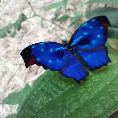 The blue butterfly