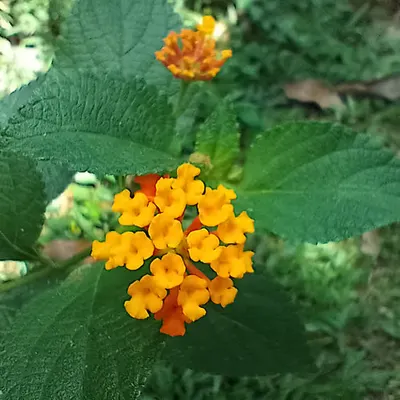 Delicate