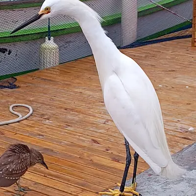 Snowy Egret