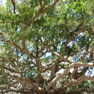 Branches