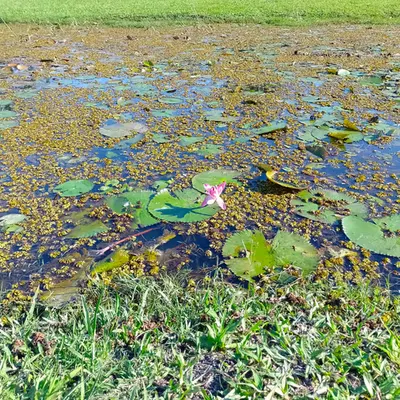 The flower at the lake