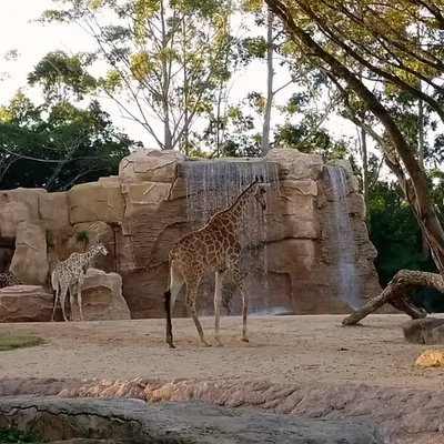 How many giraffes can you see?
