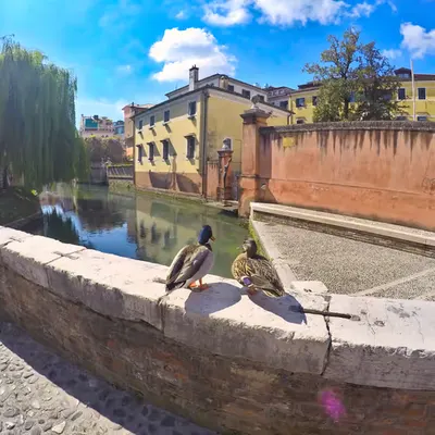 Ducks in Treviso